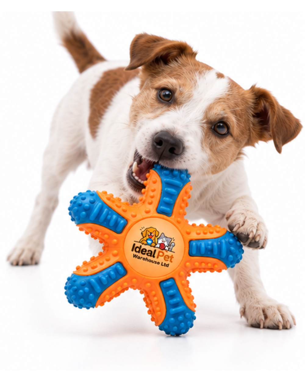 Ideal Pet Warehouse Ltd Orange/Blue Dog Starfish Chew Toy